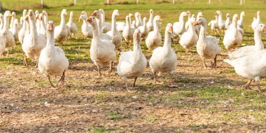 Otlakta bir sürü bembeyaz kaz