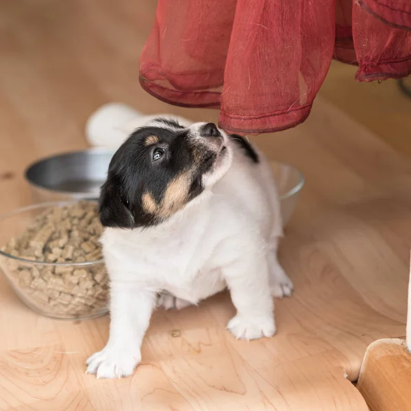 Lindo perro de 4 semanas Jack Russell Terrier cachorro está jugando con — Foto de Stock