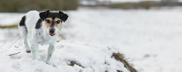Jack Russell Terrier in white winter landscape. Doggy 8 years ol — Stock Photo, Image
