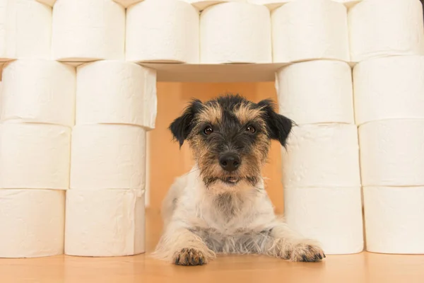 Χαριτωμένο Μικρό Σκυλί Jack Russell Terrier Είναι Απασχολημένος Χαρτί Τουαλέτας — Φωτογραφία Αρχείου