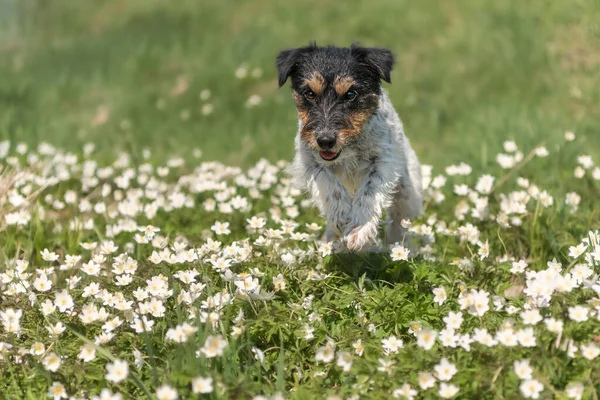 Jack Russell Terrier Cão Primavera Floresta Mar Anêmonas Bonitas Brancas — Fotografia de Stock