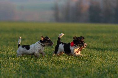 İki şirin küçük Jack Russell Terrier köpeği yeşil bir çayırda birlikte koşar ve büyük bir dalla oynar ve kavga ederler.