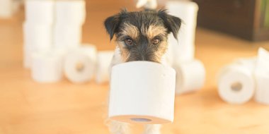 Şirin küçük Jack Russell Terrier köpeği tuvalet kağıdıyla meşgul.. 