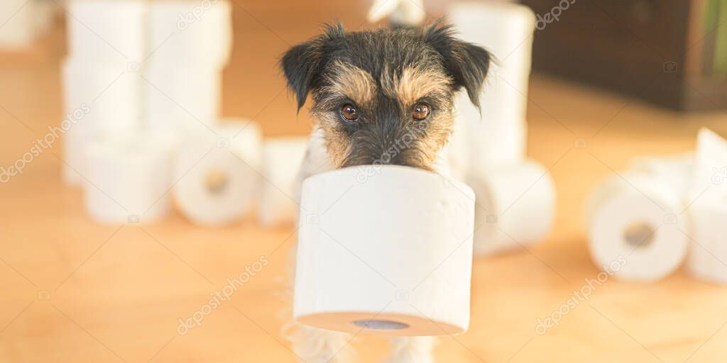 Cute small Jack Russell Terrier dog is busy with toilet paper. 