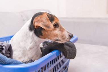 Beatuy köpeği çamaşır sepetinde yeni yıkanmış ve içeride ütülenmiş bir şekilde yatıyor. Jack Russell Terrier, 10 yaşında. Saç tipi pürüzsüz