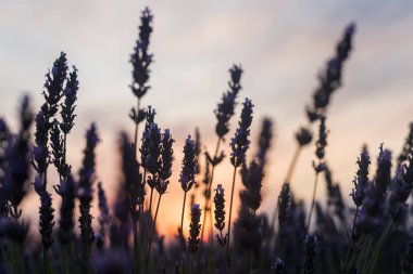 Portakal günbatımı lavanta çiçekleri ile görüldü 