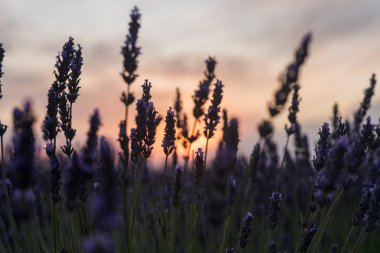 Portakal günbatımı Brihuega Ispanya 'da lavanta çiçekleri ile görüldü 