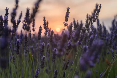 Brihuega Ispanya 'da lavanta tarlalarında günbatımı