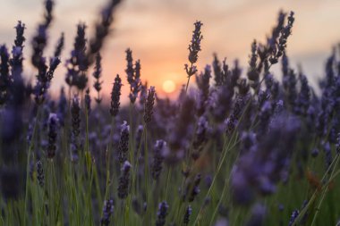 Sunset at the lavender fields in Brihuega Spain clipart