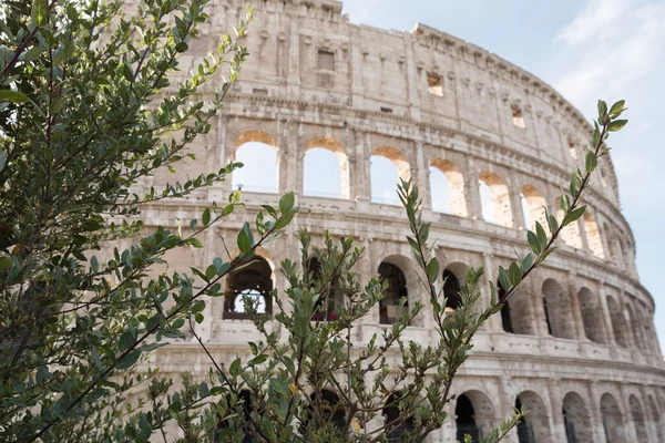Koloseum widziano między zielonymi liśćmi drzewa oliwnego, Rzym — Zdjęcie stockowe