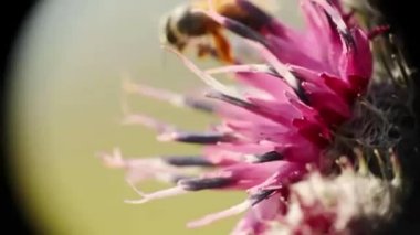 Mor flover yavaş yavaş çiçeklenme arı ile rüzgarda sallanan