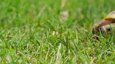 Kaplumbağa yavaşça yeşil çimlerle besleniyor.