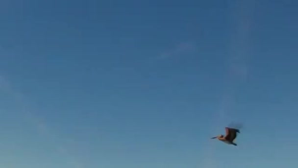 Vídeo Pelicano Voando Para Cima — Vídeo de Stock