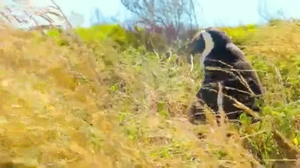 Penguin Standing Alone Wild Nature Sudáfrica Ciudad Del Cabo — Vídeo de stock