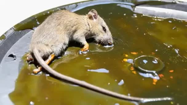 Rat Stuck Trap — Stock Video