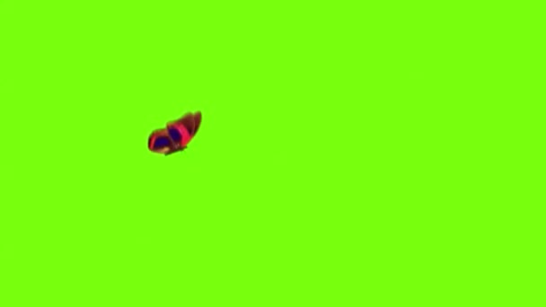 Roter Schmetterlingsflug Mit Zwischenstopp Auf Dem Bildschirm Auf Grünem Hintergrund — Stockvideo