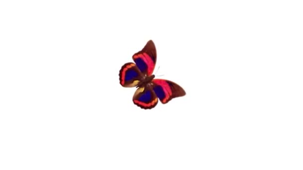 papillon rouge isolé sur blanc avec canal alpha 
