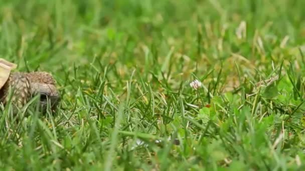 Turtle slowly feeding on green grass — Stock Footage Turtle Slowly Feeding Green Grass Stock Footage