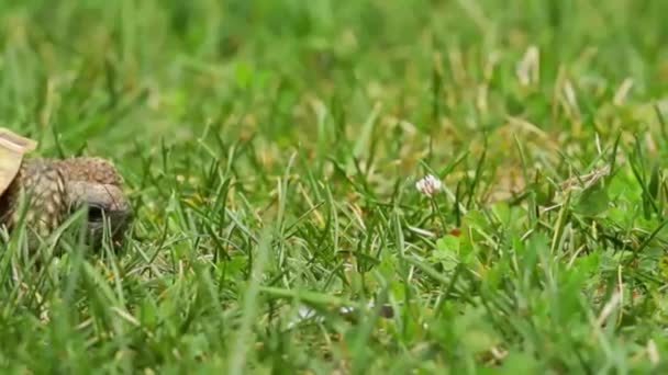 Tortuga Alimentándose Lentamente Hierba Verde — Vídeos de Stock