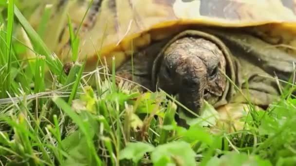 Sköldpadda Som Långsamt Äter Grönt Gräs — Stockvideo