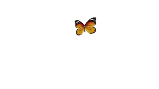 vol papillon et atterrissage d'un canal alpha 