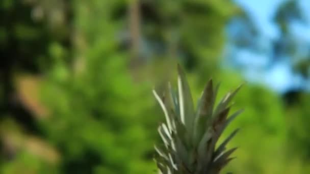 Meyve ile harmanlanmış Smoothie üzerinde Pan — Stok video