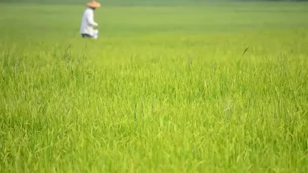 Rice farm and farmer scatter fertilizer for plants — Stock Video