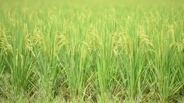 Rice farm blow in wind — Stock Video