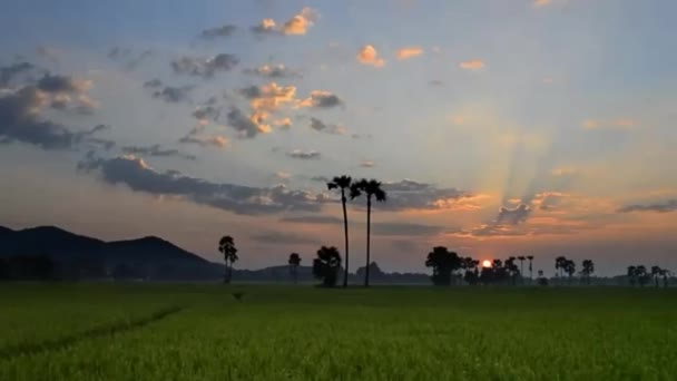 Rijst boerderij op het platteland en prachtige zonsondergang — Stockvideo