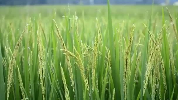 Granja de arroz soplando en el viento de Tailandia — Vídeos de Stock