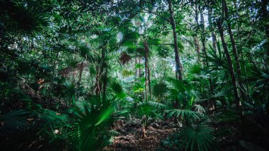 Sian Ka'an milli parkında çilgi hurma, Yucatan, Meksika