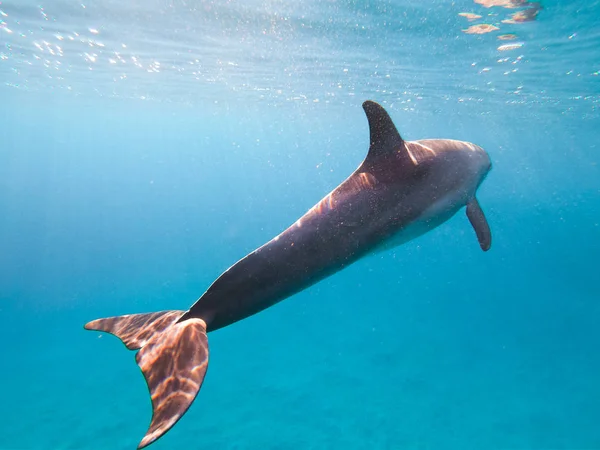 A spinner Dolphin in Brayka Bay, Red Sea, Egypt — Stock Photo, Image