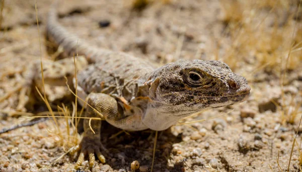 Mojave Ještěrčí ještěrka v Mohavské poušti, USA — Stock fotografie