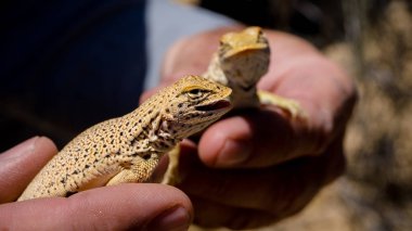 İki Mojave saçak-toed kertenkele Mojave çölde tutun alıyorum, ABD