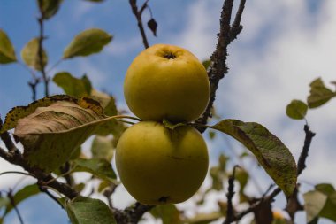 Ağaçtaki son altın elma