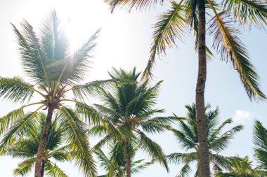 Palmiye ağaçlarının yeşil tepeleri mavi gökyüzü arka planına karşı. Parlak ışık altında palmiye yaprakları. Ağaçlar yakın. Güneşli tropikal gün