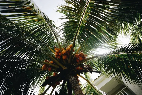 Hindistan Cevizi Palmiyesi Güneşte — Stok fotoğraf
