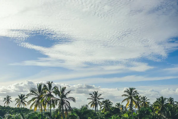 Зелені Пальми Тлі Блакитного Неба Хмарний Тропічний День — стокове фото