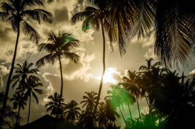 Tropik alacakaranlık. Palmiye ağaçlarının tepeleri, kabarık bulutların arka planına karşı.
