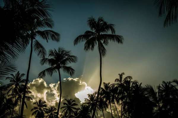 Захід Сонця Тропіках Пальмові Дерева Сутінках Сонячні Промені Через Пухнасті — стокове фото