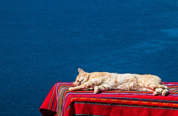 Stretched cat sleeping a nap on a table covered by a aguayo with lake titikaka background