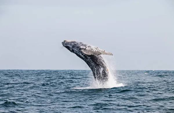 Humpback Whale Jumping Peruvian Pacific Ocean Third Stretch Piura Peru — Stock Photo, Image