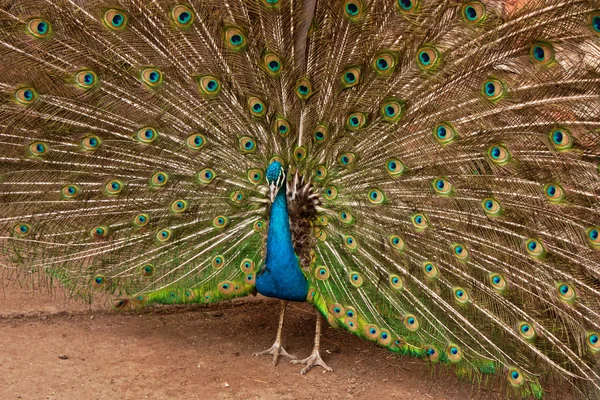 Peackock with open feathers standing on the earth ground.