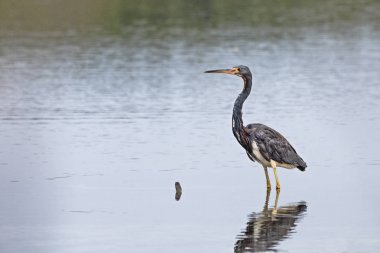 Tricolored Balıkçıl, suda üç renkli Egretta stading