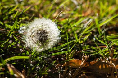 Beyaz karahindiba çiçeği çimenlerde yetişiyor. Tohumlarının ayrıntıları görünürde güneş ışığıyla yıkanmış..