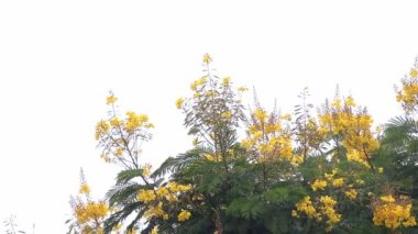 Çiçek açan ibira pita ağacına şiddetli yağmur yağıyor.