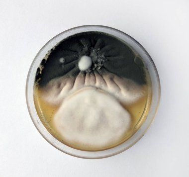 Küflü mantar besin bir ortamda yetişen bir petri