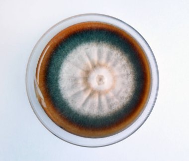 Trichophyton rubrum besin bir ortamda yetişen bir petri içinde