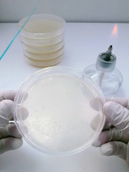 Una herramienta utilizada para sembrar material biológico en una placa Petri con un ambiente de cultivo en un laboratorio bacteriológico —  Fotos de Stock