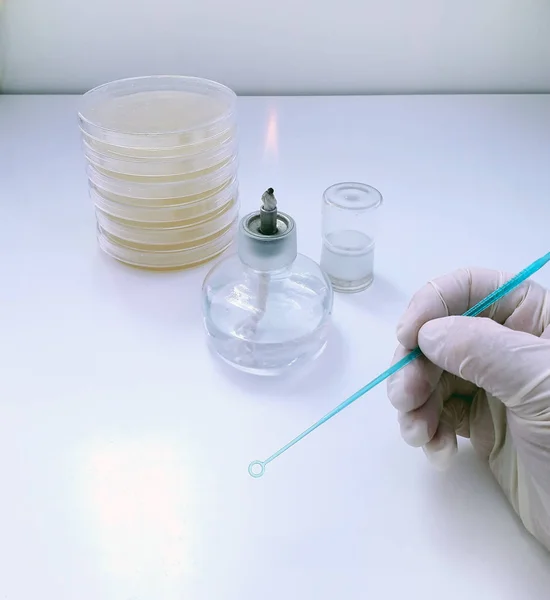 Una herramienta utilizada para sembrar material biológico en una placa Petri con un ambiente de cultivo en un laboratorio bacteriológico —  Fotos de Stock